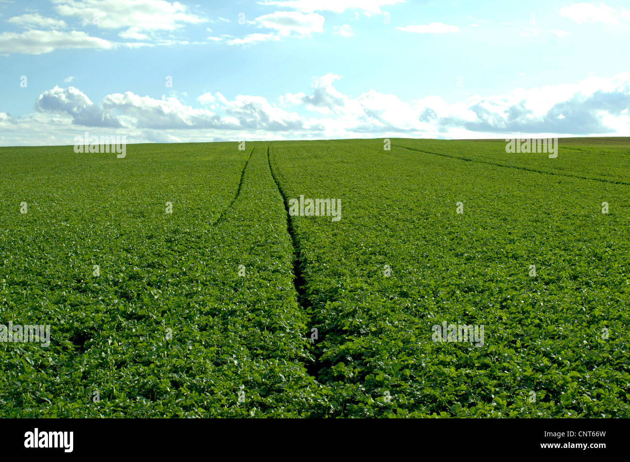 charlock, field mustard, corn mustard (Sinapis arvensis), tractor