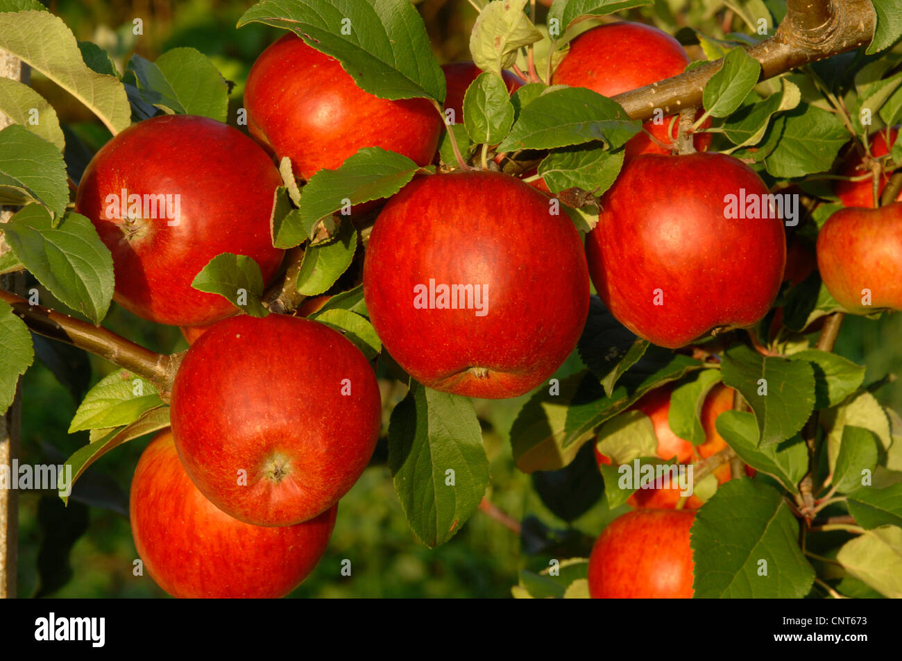 apple (Malus domestica), mature red apples at a tree Stock Photo Alamy