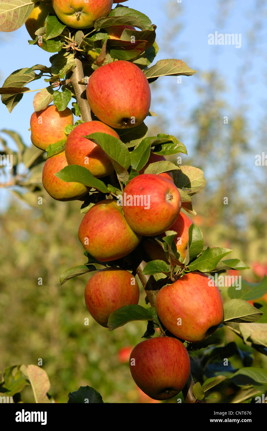 Mature red apples hires stock photography and images Alamy