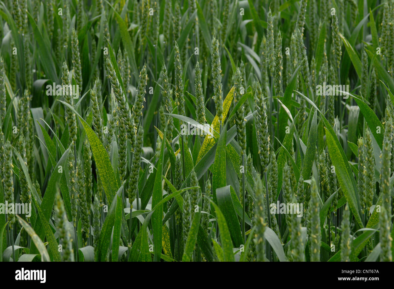 bread wheat, cultivated wheat (Triticum aestivum), head and dry damage ...