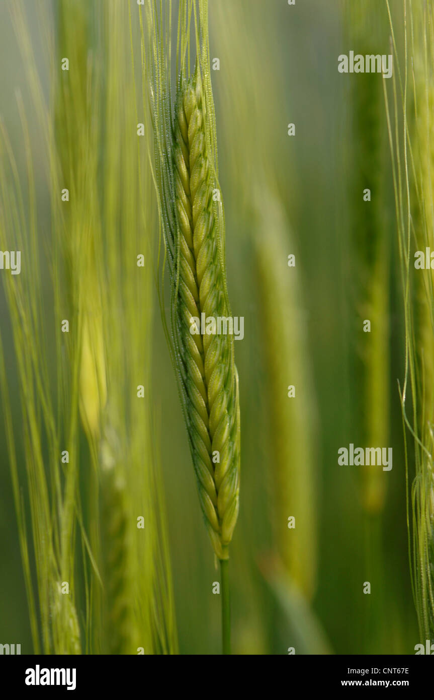 Sort Ears Eincorn Wheat (Triticum monococcum), old grain sort, ears Stock Photo ...