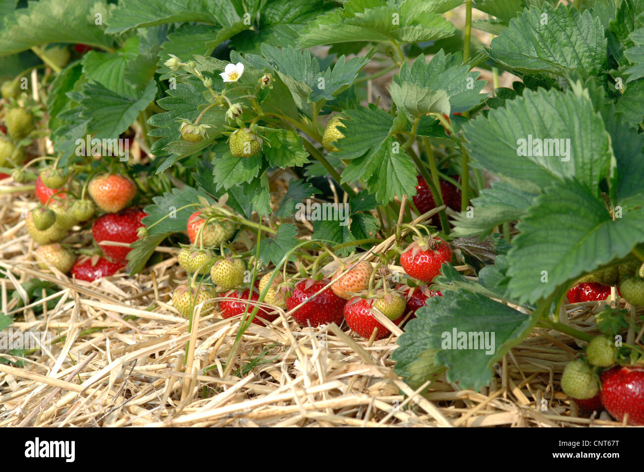 hybrid strawberry, garden strawberry (Fragaria x ananassa, Fragaria ananassa), green and red fruits Stock Photo