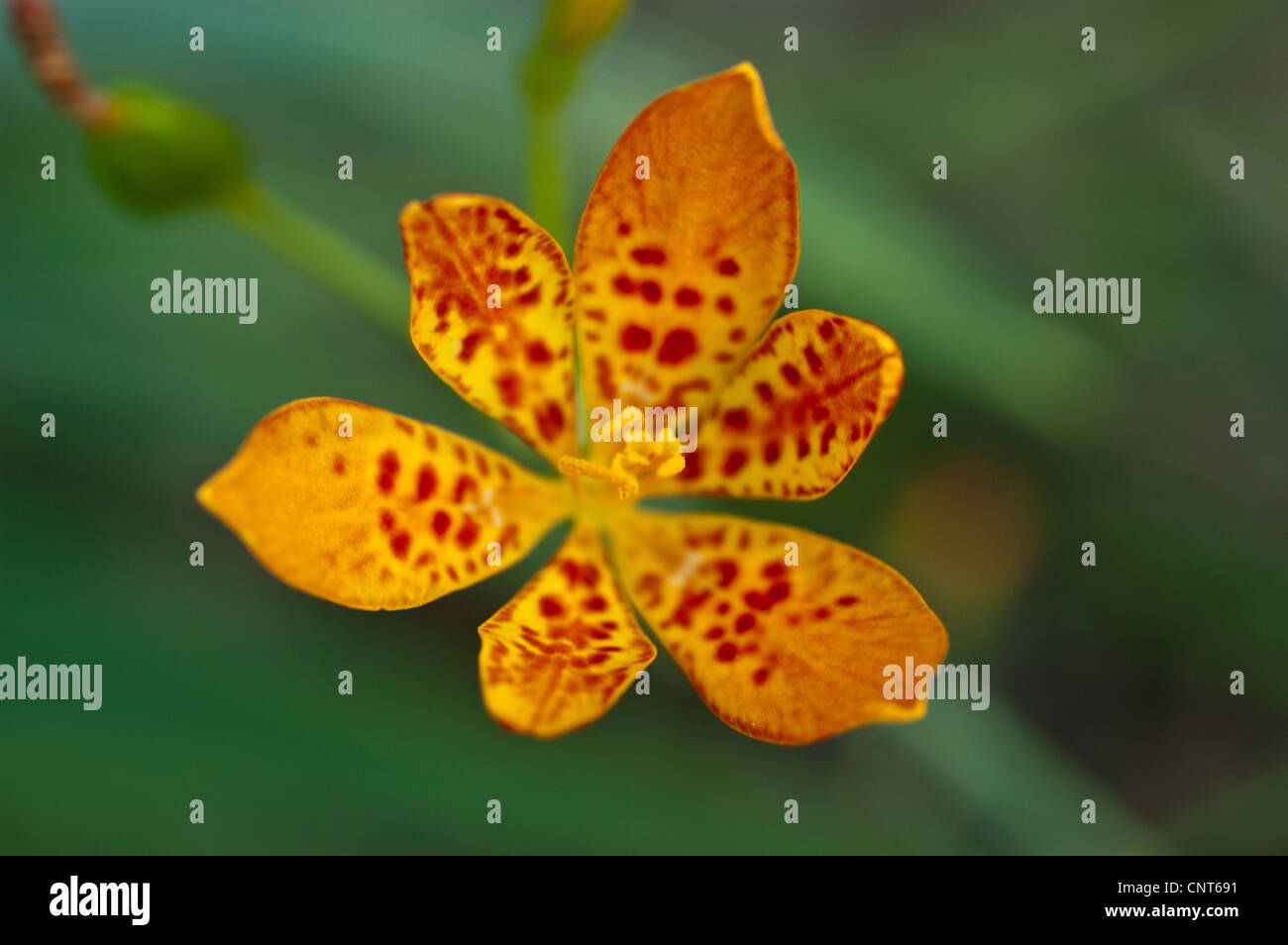 Orange ornamental flower of Iris domestica, blackberry lily, leopard flower, leopard lily, Iridaceae Stock Photo