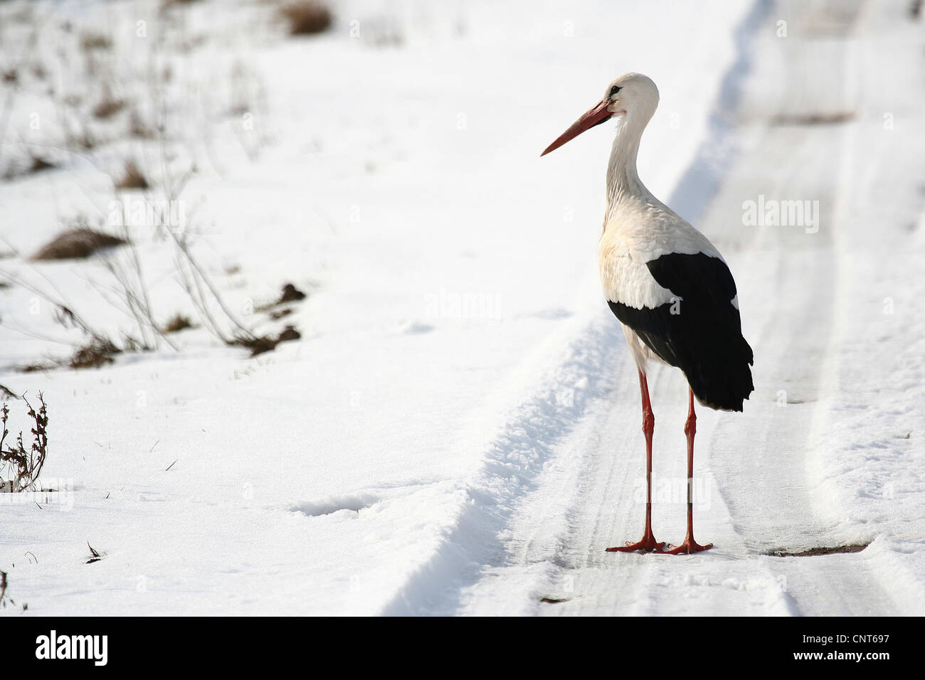 white stork (Ciconia ciconia), on snowy field path, Germany, Rhineland ...