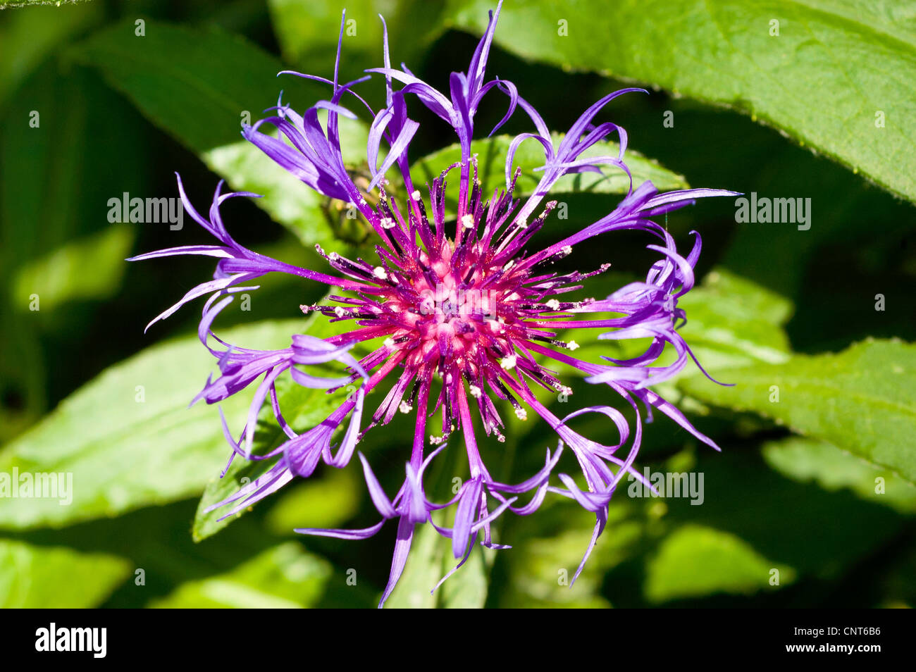 Perennial Cornflower, Mountain Cornflower, Bachelors Button, Montane