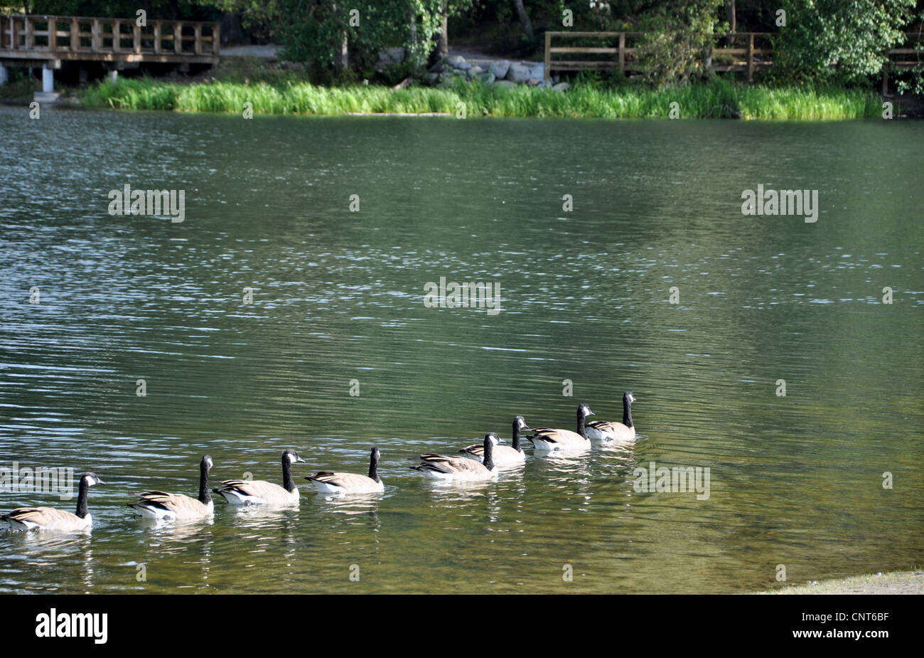 Wild ducks swiming in the lake Stock Photo