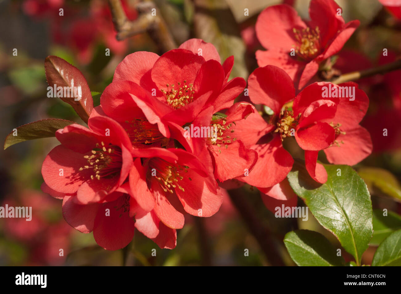 Red flowers of Chaenomeles x Superba shrub, Rosaceae Stock Photo