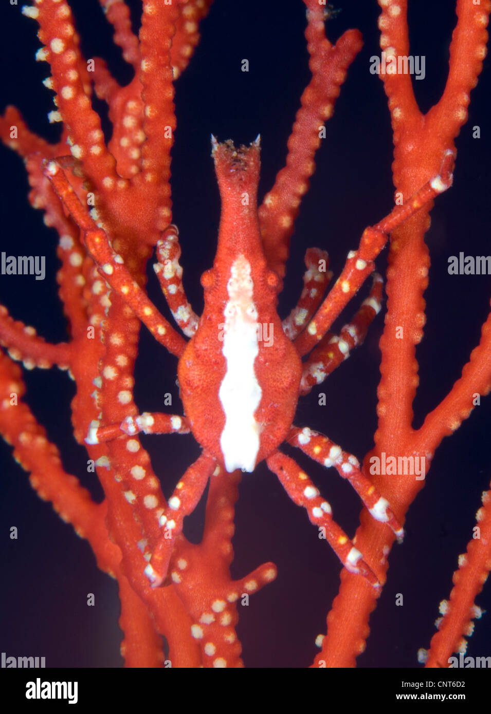 Bright red crab (Xenocarcinus conicus) on fan coral, Kimbe Bay, Papua New Guinea. Stock Photo