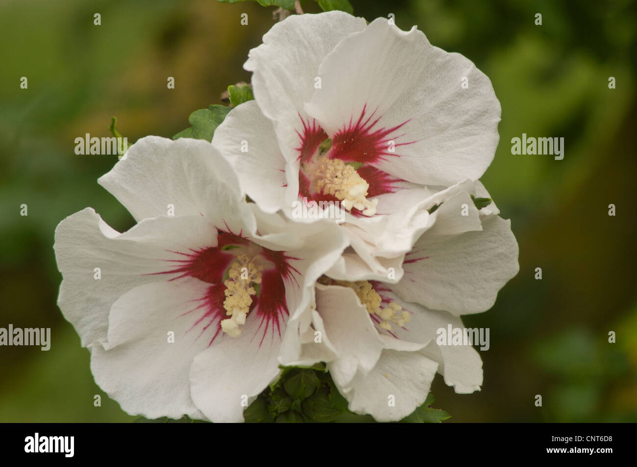 White Flowers Close Up Of Rose Of Sharon Shrub Althea Rose Althea White Flowers Close Up Of Rose Of Sharon Shrub Althea Rose Althea