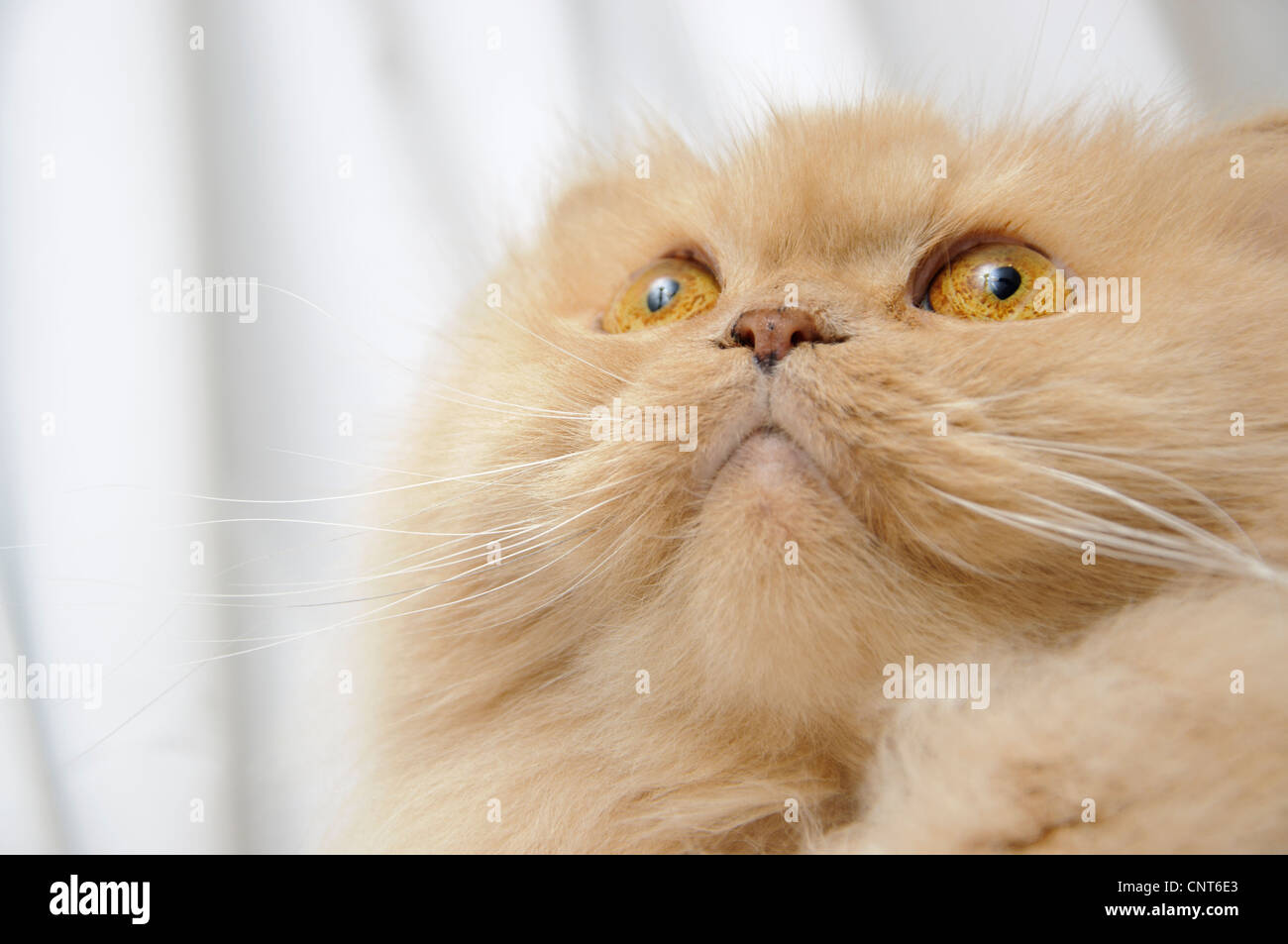 Persian cat portrait Stock Photo - Alamy