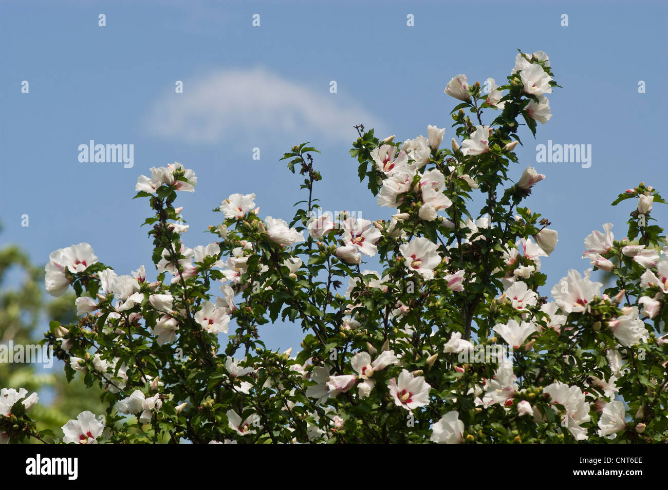 White Flowers Of Rose Of Sharon Shrub Althea Rose Althea Hibiscus White Flowers Of Rose Of Sharon Shrub Althea Rose Althea Hibiscus