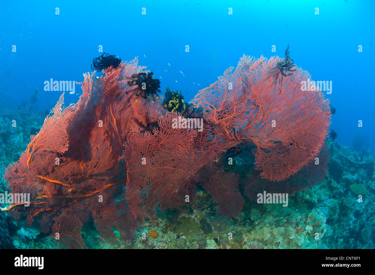 A red sea fan (Melthaea sp.) with crinoid feather stars, Kimbe Bay, Papua New Guinea. Stock Photo
