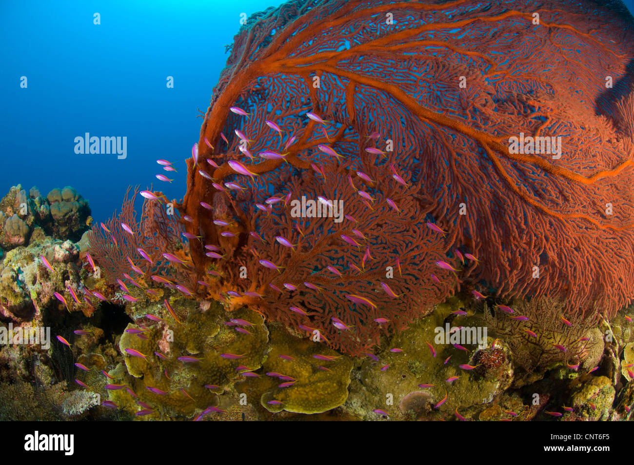 A red sea fan (Melthaea sp.) with purple anthias fish, Kimbe Bay, Papua New Guinea. Stock Photo