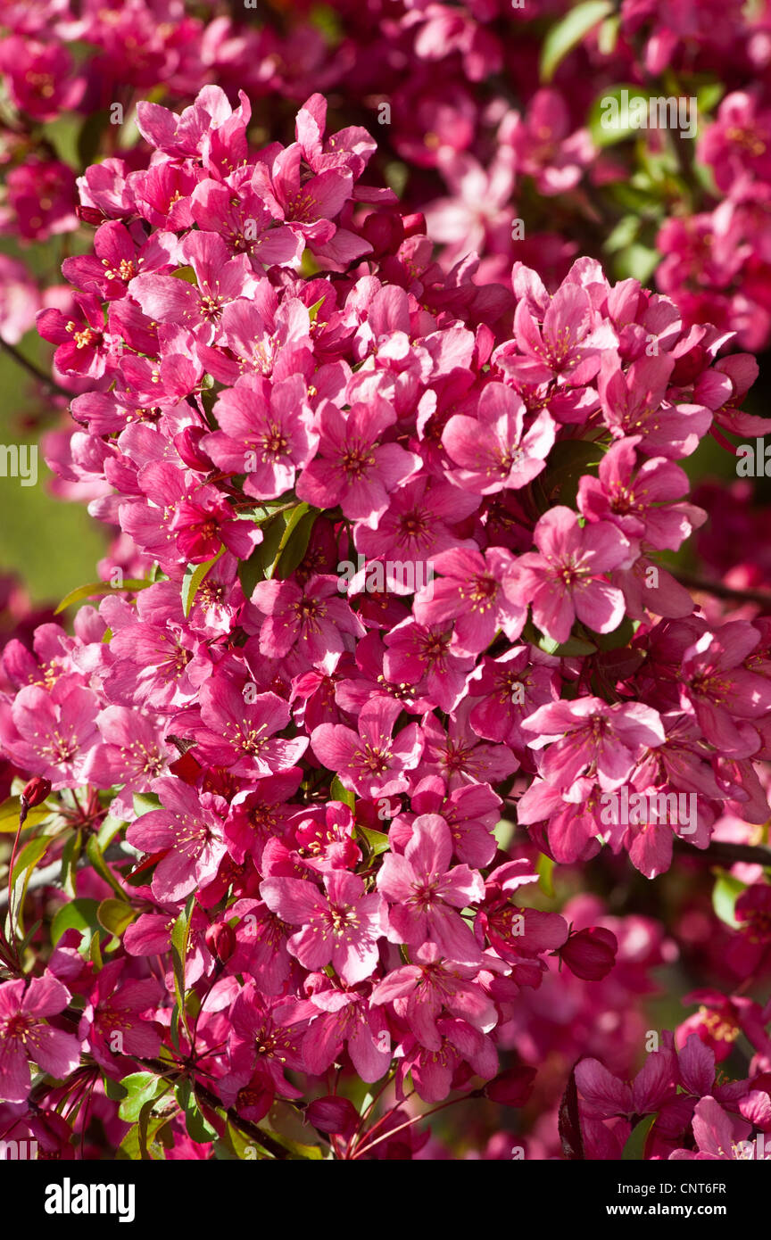 Pink red flowers of Chaenomeles x Superba shrub, Rosaceae Stock Photo