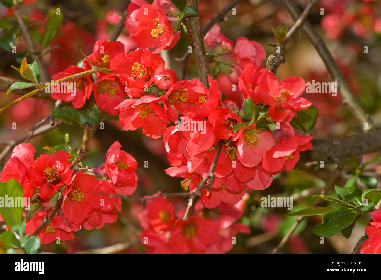 Red flowers of Chaenomeles x Superba shrub, Rosaceae Stock Photo