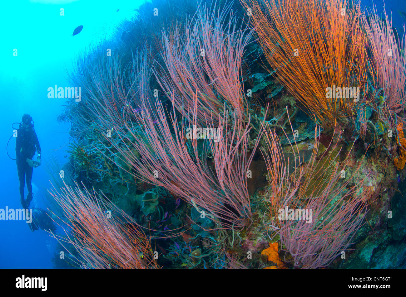 A colony of red whip fan corals (Ctenocella sp.) with diver, Kimbe Bay, Papua New Guinea. Stock Photo