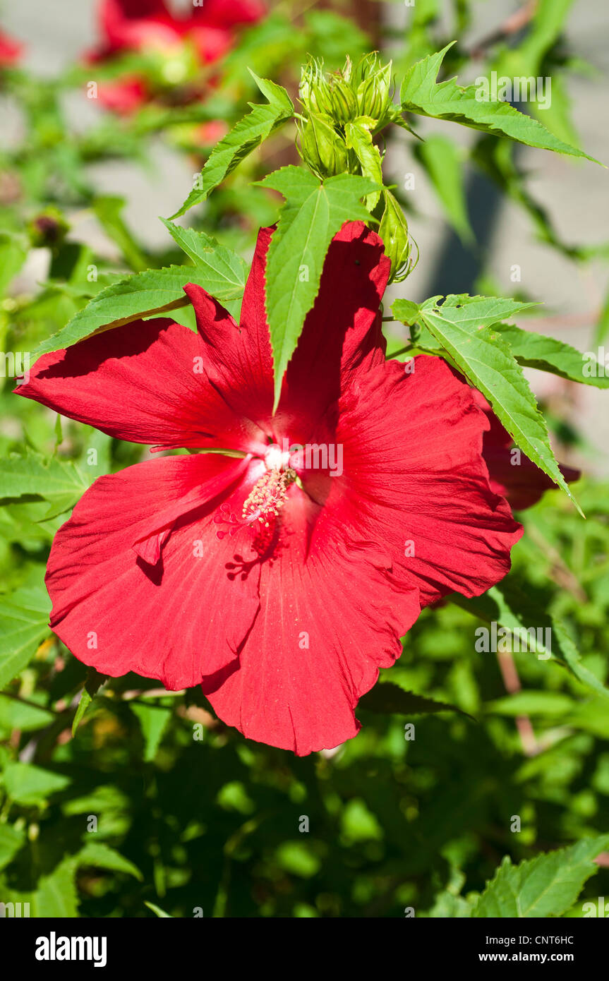 Red Flower Close Up Of Hibiscus China Rose Hibiscus Rosa sinensis 