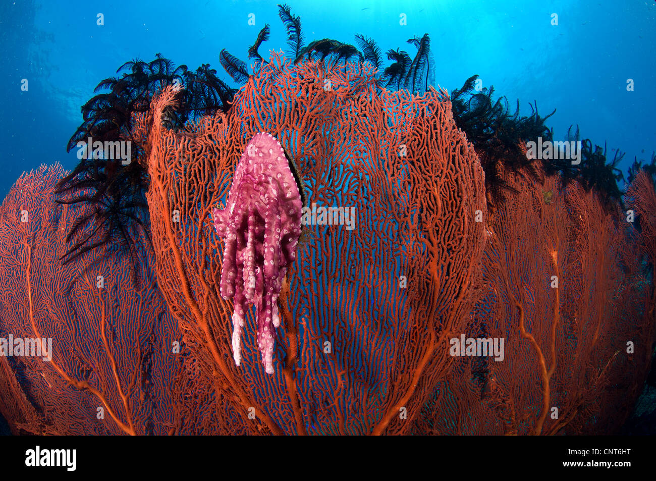 A red sea fan (Melthaea sp.) with sponge colored clam attached, Kimbe Bay, Papua New Guinea Stock Photo