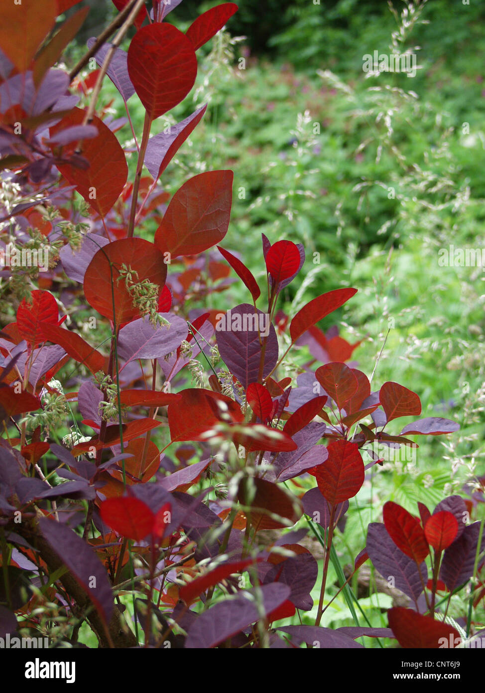 venetian sumach, smoketree (Cotinus coggygria 'Royal Purple', Cotinus coggygria Royal Purple), habit Stock Photo