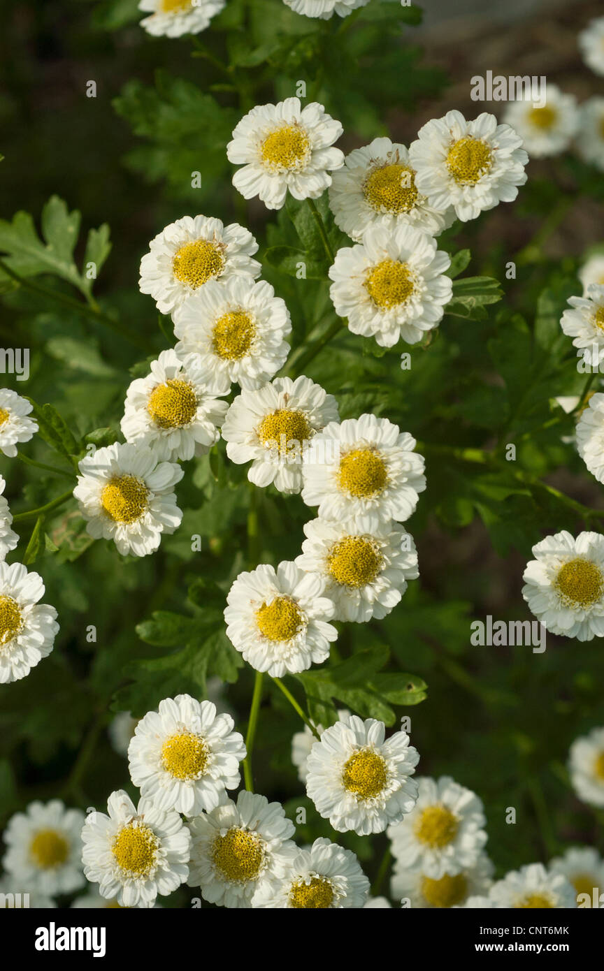 Close-up of many white and yellow flowers of Feverfew, Tanacetum parthenium, Asteraceae, blooming in a garden setting with green foliage. Stock Photo