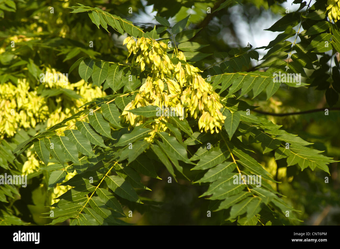 Foliage and fruits of Tree of Heaven, Ailanthus altissima, Simaroubaceae Stock Photo Alamy