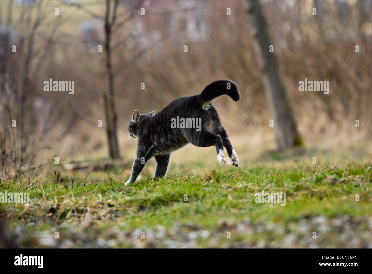 domestic cat, house cat (Felis silvestris f. catus), running across a meadow Stock Photo