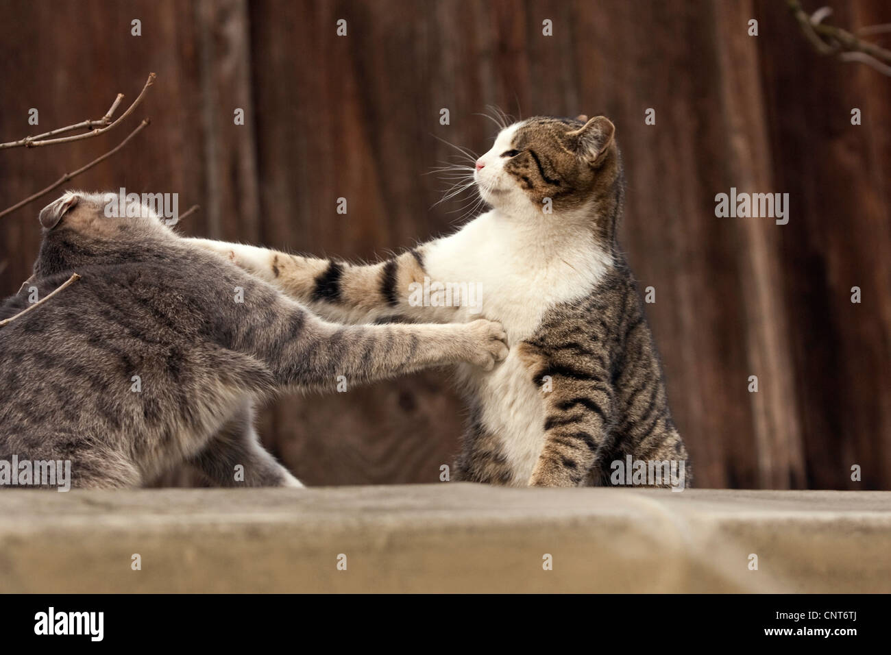 domestic cat, house cat (Felis silvestris f. catus), 2 animals fighting