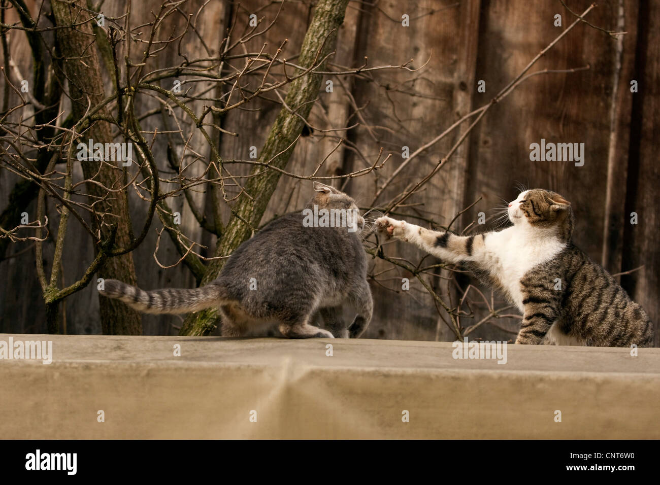 Cats fighting hires stock photography and images Alamy