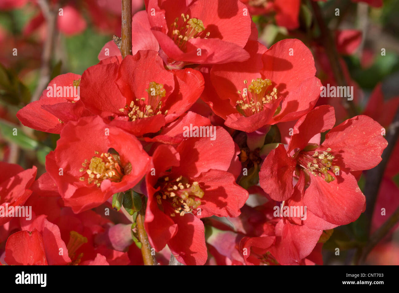 Red flowers of Chaenomeles x Superba shrub, Rosaceae, bloom, blossom, petals, cultivar, horticulture, gardening, plant, garden Stock Photo