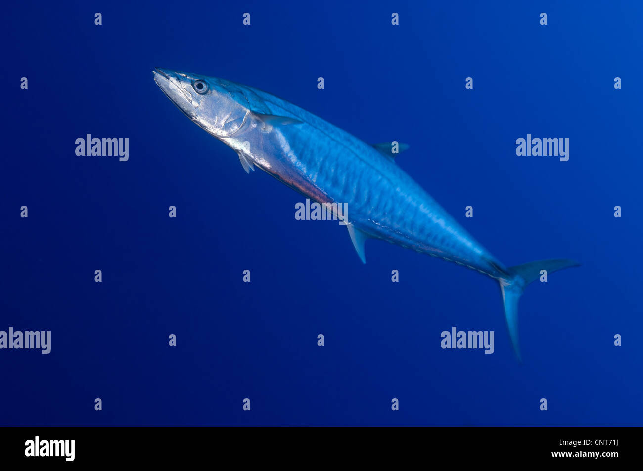 Spanish mackerel hires stock photography and images Alamy