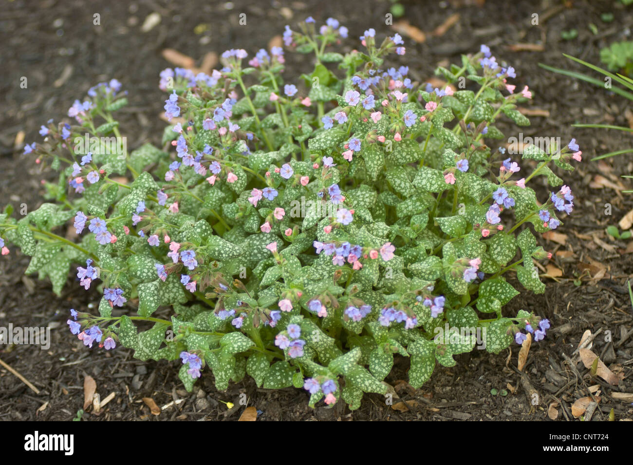 Blue and pink flowers of Pulmonaria officinalis,  Common Lungwort, Our Lady's Milk Drops Stock Photo