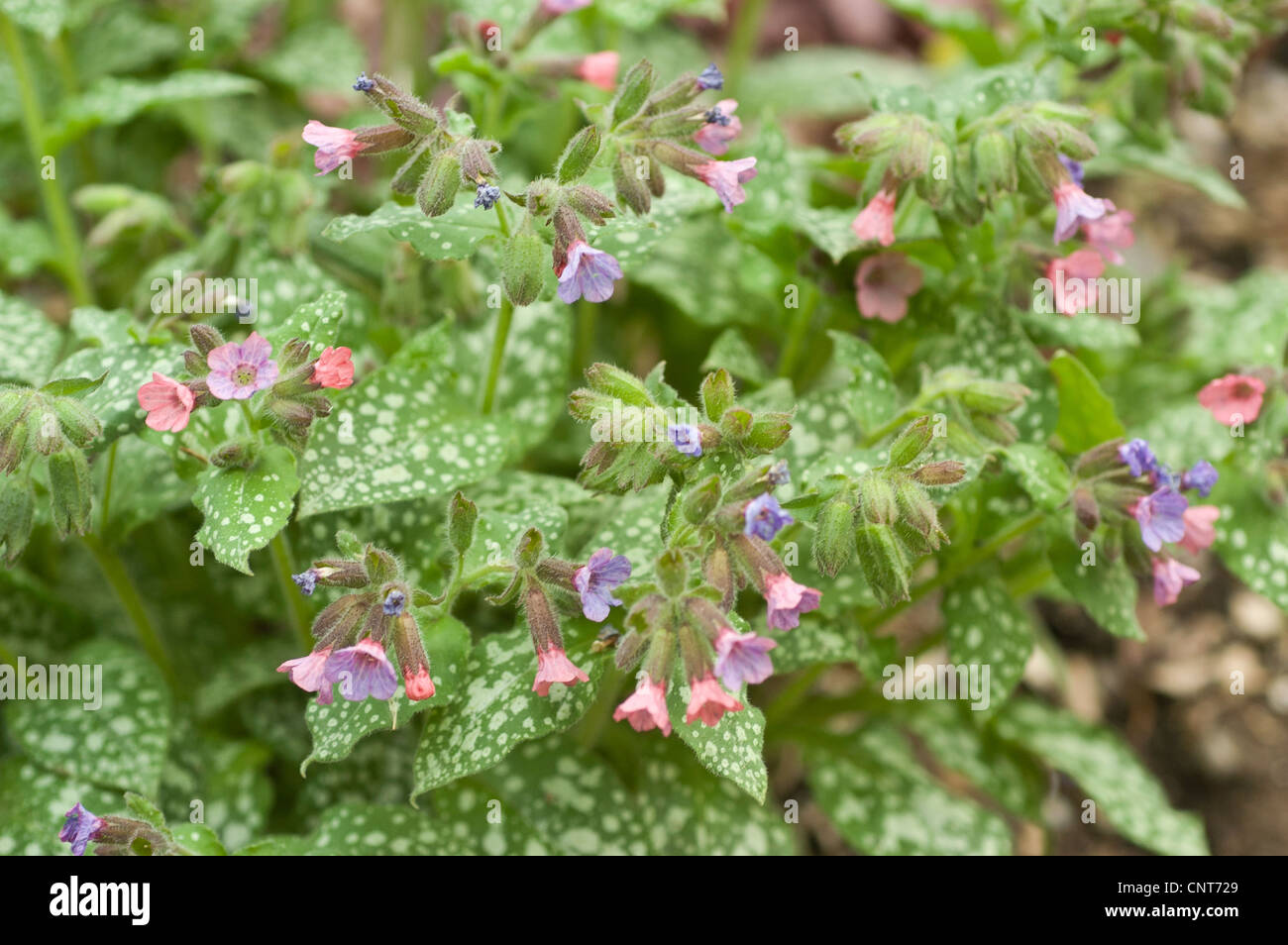 Blue and pink flowers of Pulmonaria officinalis,  Common Lungwort, Our Lady's Milk Drops, Boraginaceae, bloom, blossom, petals Stock Photo