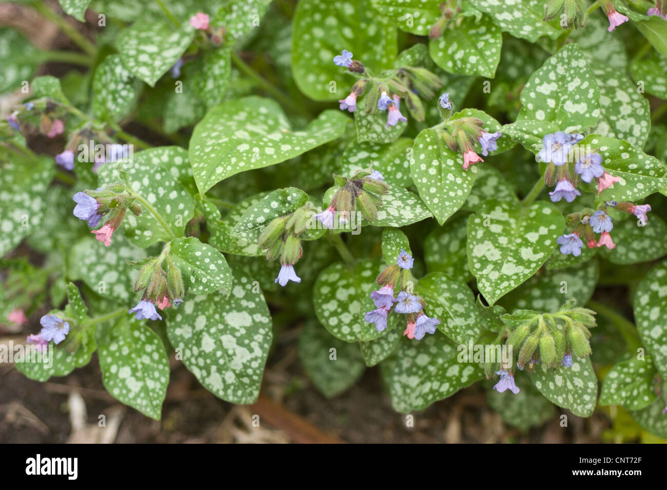 Blue and pink flowers of Pulmonaria officinalis,  Common Lungwort, Our Lady's Milk Drops, Boraginaceae Stock Photo