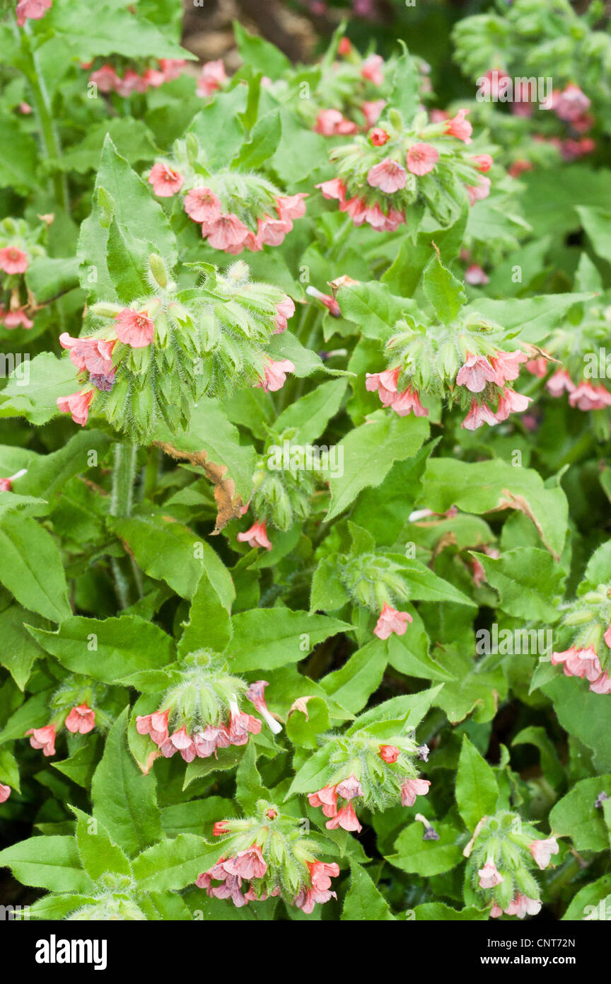 Pink flowers of Pulmonaria officinalis,  Common Lungwort, Our Lady's Milk Drops, Boraginaceae Stock Photo