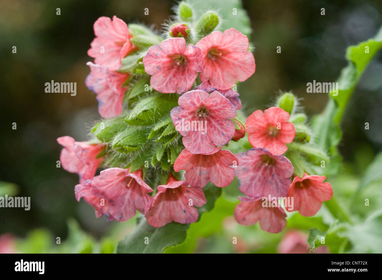 Pink flowers of Pulmonaria officinalis,  Common Lungwort, Our Lady's Milk Drops, Boraginaceae Stock Photo