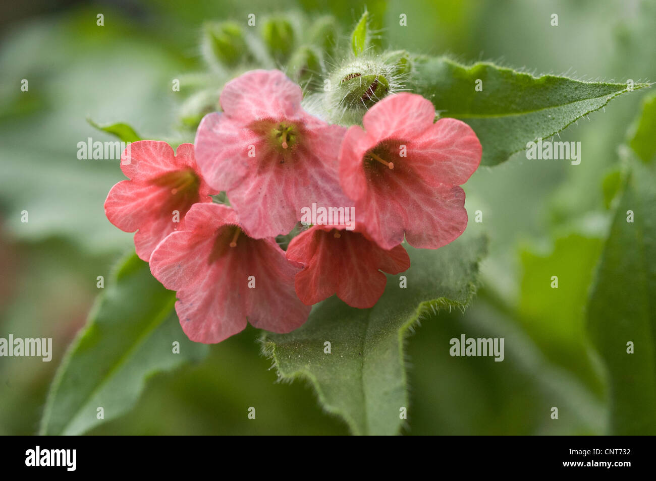 Pink flowers of Pulmonaria officinalis,  Common Lungwort, Our Lady's Milk Drops, Boraginaceae, bloom, blossom, petals Stock Photo