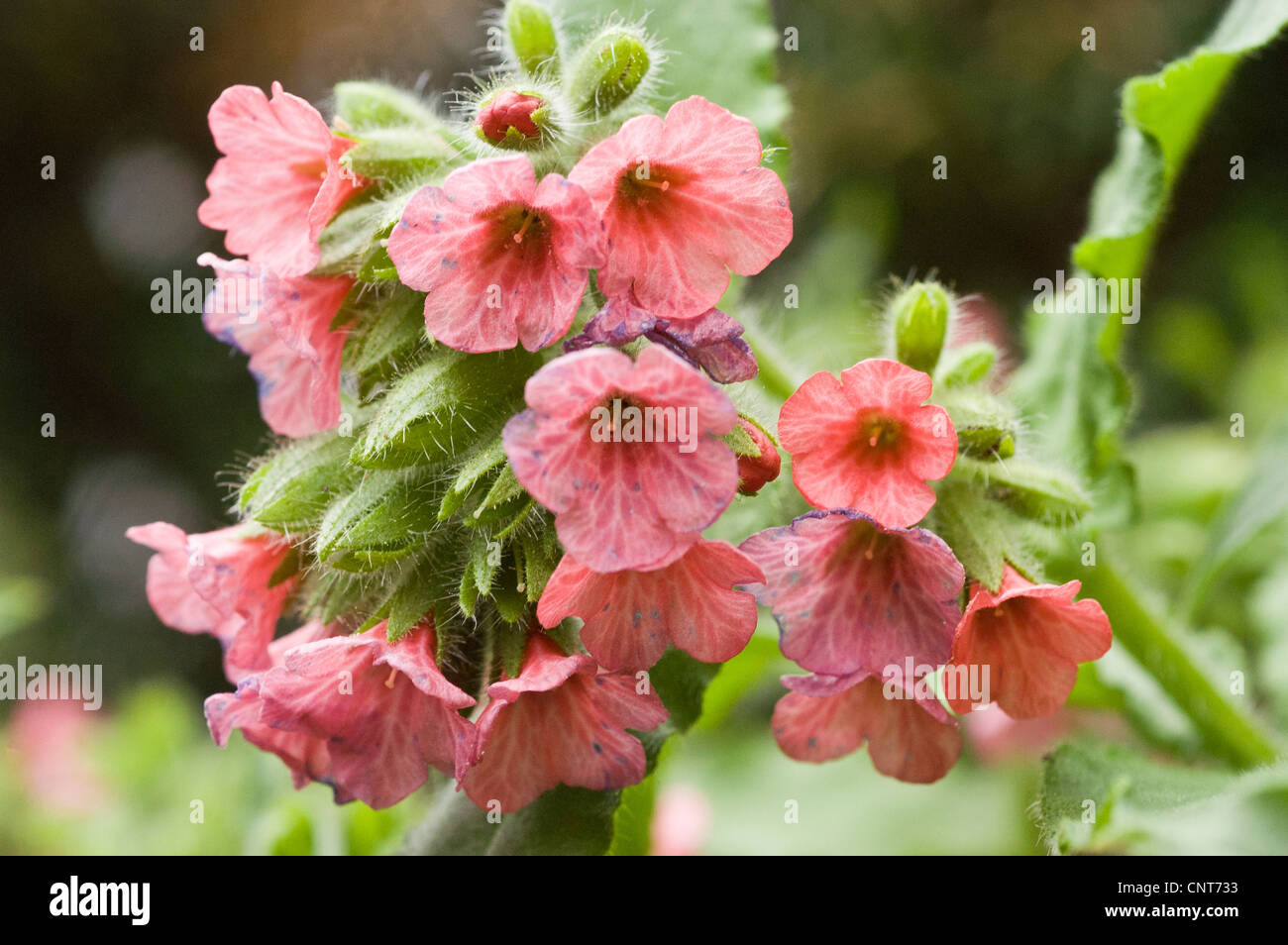 Pink flowers of Pulmonaria officinalis,  Common Lungwort, Our Lady's Milk Drops, Boraginaceae, Stock Photo