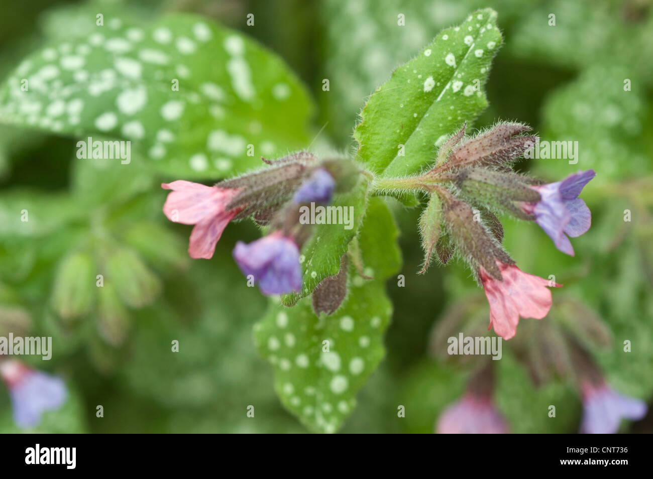Blue and pink flowers of Pulmonaria officinalis,  Common Lungwort, Our Lady's Milk Drops, Boraginaceae Stock Photo