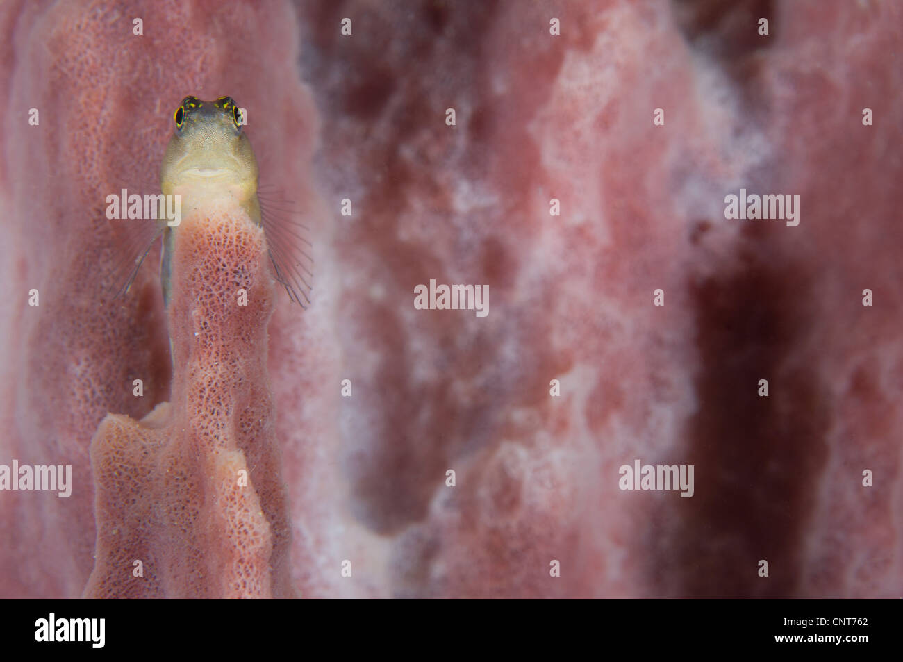 Striped blenny on a pink sponge, Volcano Crater, Witu Islands, Kimbe Bay, Papua New Guinea. Stock Photo