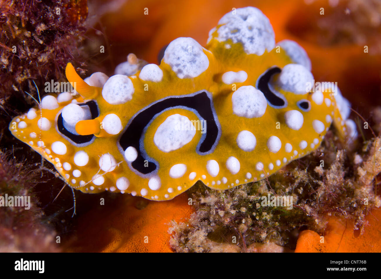 Nudibranch (Phyllidia ocellata) on coral, volcano crater, Witu Islands, Kimbe Bay, Papua New Guinea. Stock Photo