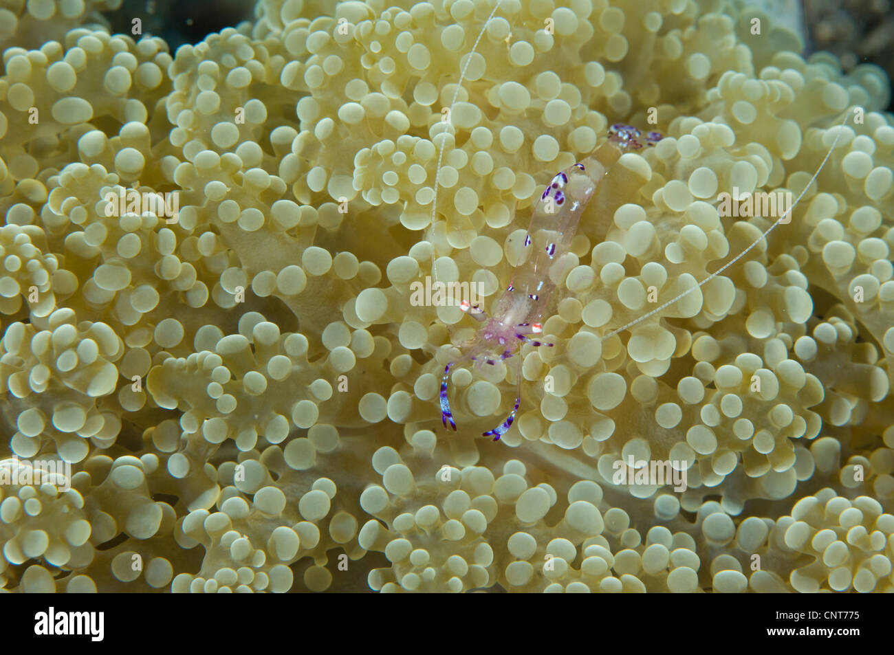 Commensal shrimp (Periclimenes holthuisi) on soft coral, Kimbe Bay, Papua New Guinea. Stock Photo