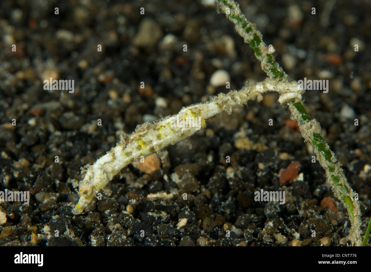 Shortpouch pygmy pipehorse on volcanic sand clinging to sea grass taken at Witu Islands, Papua New Guinea. Stock Photo