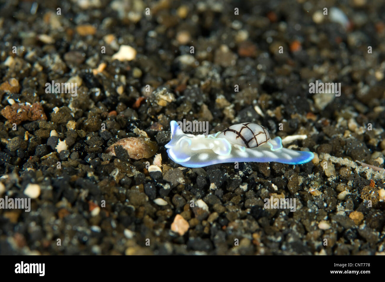 A blue and white opisthobranch on volcanic sand, Papua New Guinea. Stock Photo