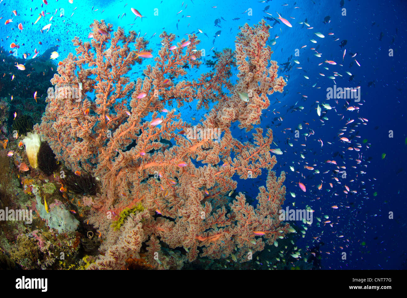 Spectacular reef scene showing sea fan (Semperina sp.) at Barney's reef, Witu Islands, Papua New Guinea. Stock Photo