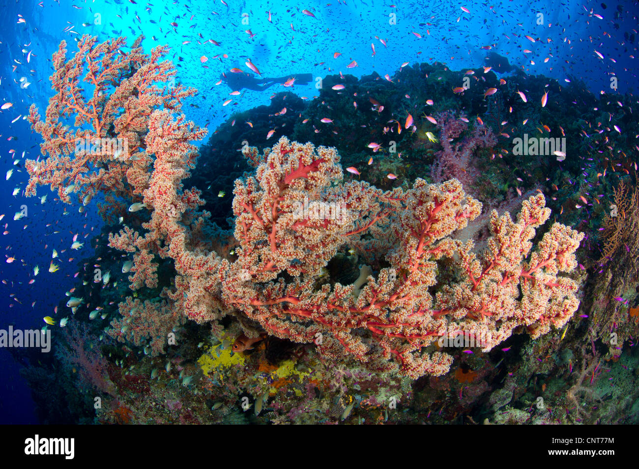Spectacular reef scene showing sea fan with diver and anthias fish at Barney's reef, Witu Islands, Papua New Guinea. Stock Photo