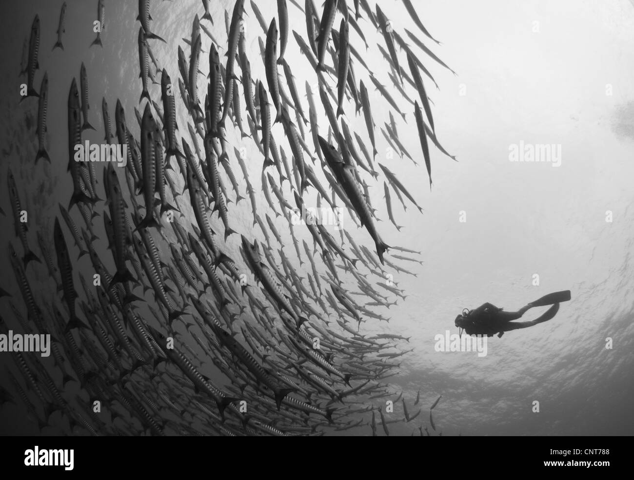 Diver and schooling blackfin barracuda (Sphyraena qenie), Lama Shoals, Witu Islands, Kimbe Bay, Papua New Guinea. Stock Photo