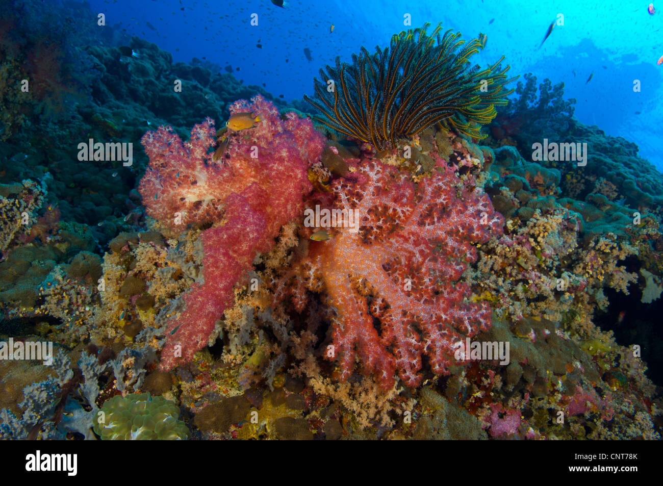Red soft coral (Dendronephthya sp) with crinoid in Kimbe Bay, Papua New Guinea. Stock Photo