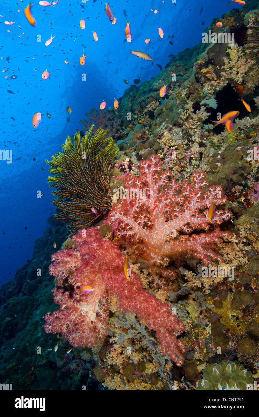Red soft coral (Dendronephthya sp) with crinoid, anthias and boat silhouette in Kimbe Bay, Papua New Guinea. Stock Photo