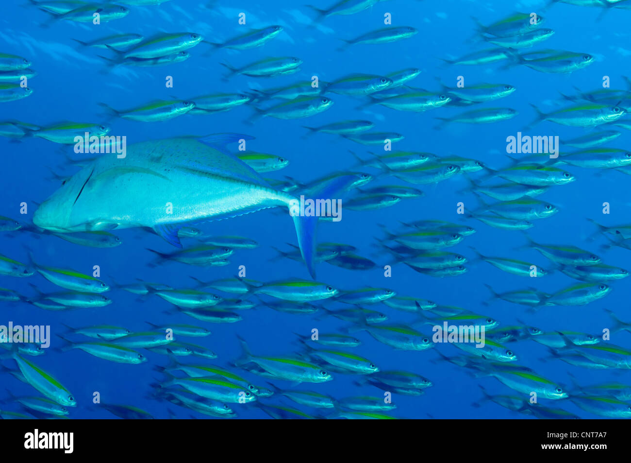 School of wide-band fusilier fish being preyed on by Bluefin trevally. Stock Photo
