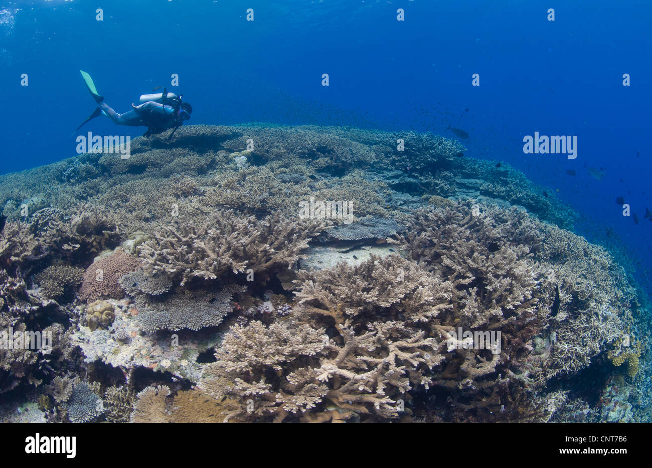 Masses of staghorn coral, Fathers reef, Kimbe Bay, Papua New Guinea. Stock Photo